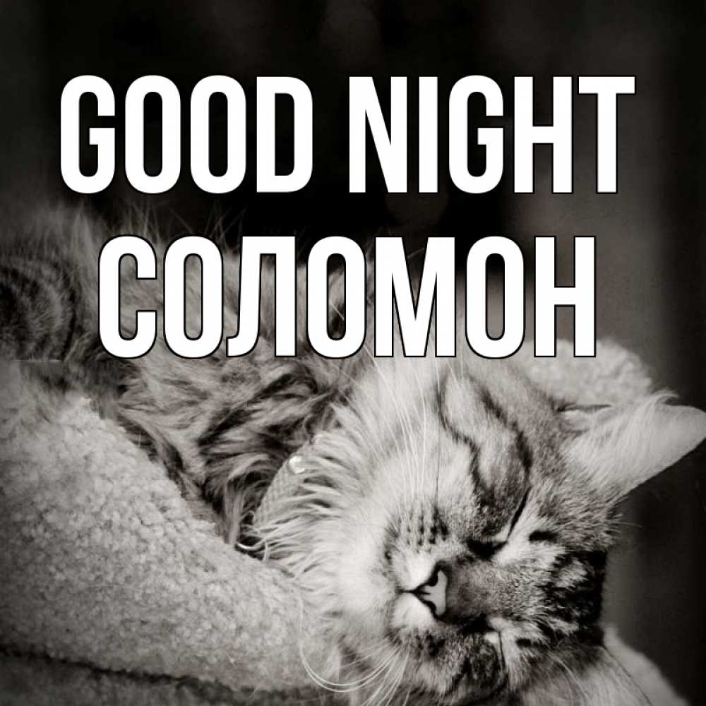 Greetings card с именем, Соломон Good night котярик пушистый Greetings with text for free download 