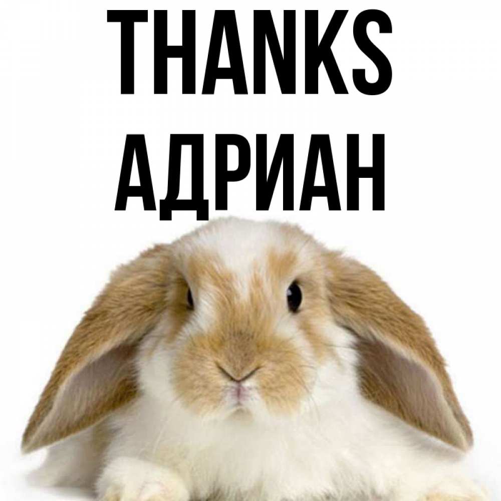 Greetings card с именем, Адриан Thanks коричнево белый заяц Greetings with text for free download 