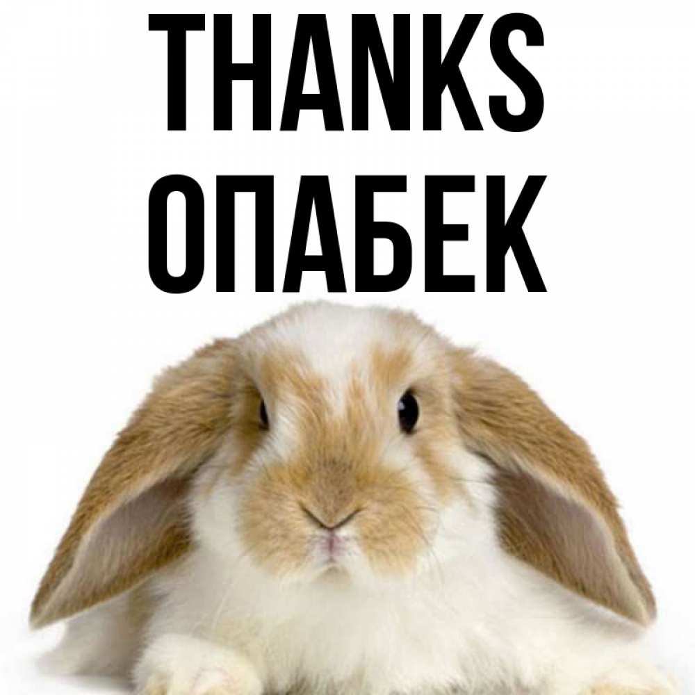 Greetings card с именем, ОПАБЕК Thanks коричнево белый заяц Greetings with text for free download 