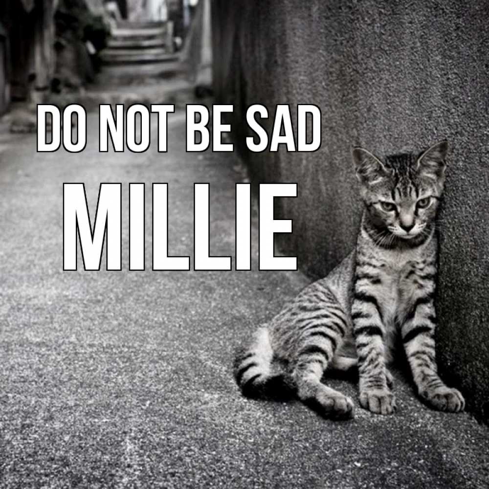 Greetings card с именем, Millie Do not be sad скучающий котик Greetings with text for free download 