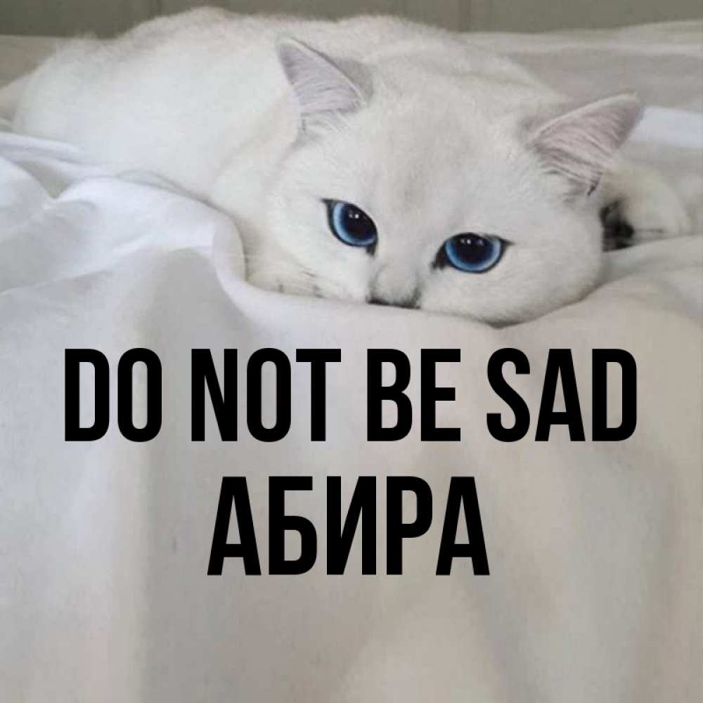 Greetings card с именем, АБИРА Do not be sad Голубоглазая кошка Greetings with text for free download 