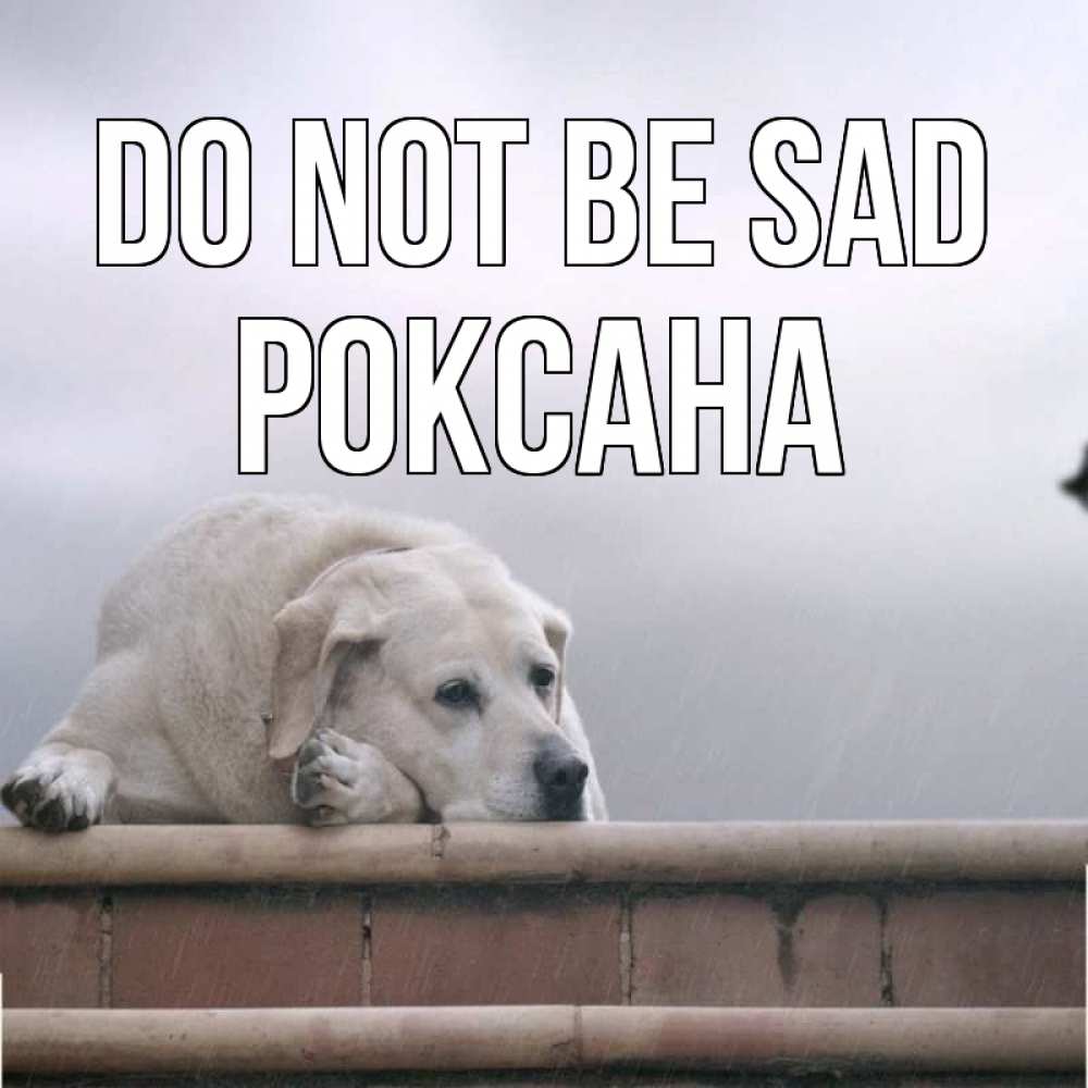 Greetings card с именем, Роксана Do not be sad белый пес 1 Greetings with text for free download 