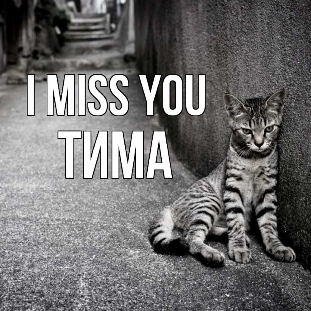 Greetings card с именем, Тима I miss you одиноко котику Greetings with text for free download 
