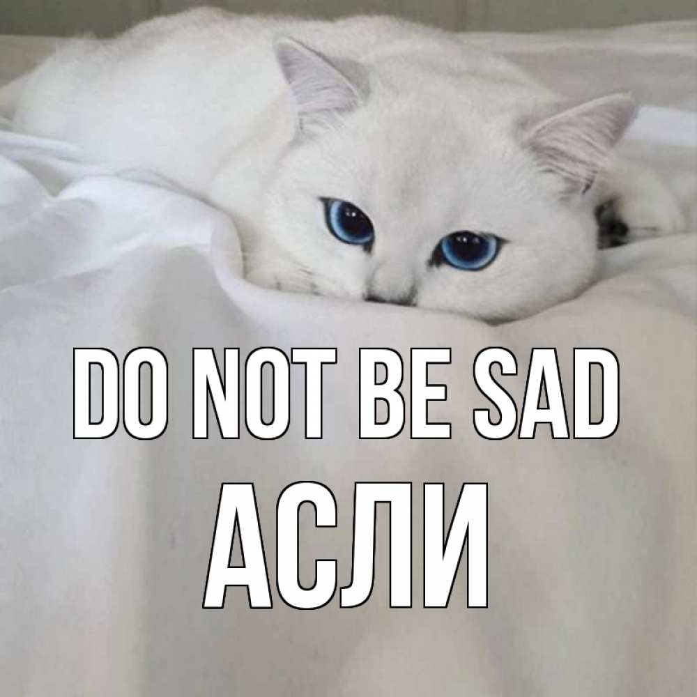 Greetings card с именем, АСЛИ Do not be sad белый кот с голубыми глазами на белоснежной кровати Greetings with text for free download 