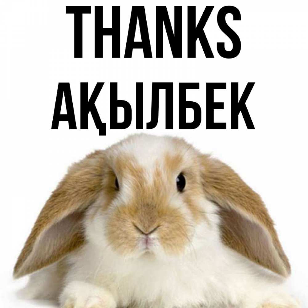 Greetings card с именем, Ақылбек Thanks коричнево белый заяц Greetings with text for free download 