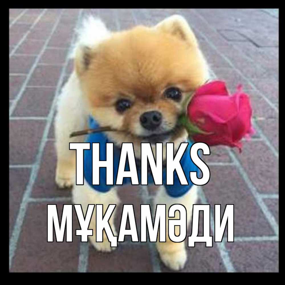 Greetings card с именем, МҰҚАМӘДИ Thanks спасибо и дарю тебе цветок Greetings with text for free download 