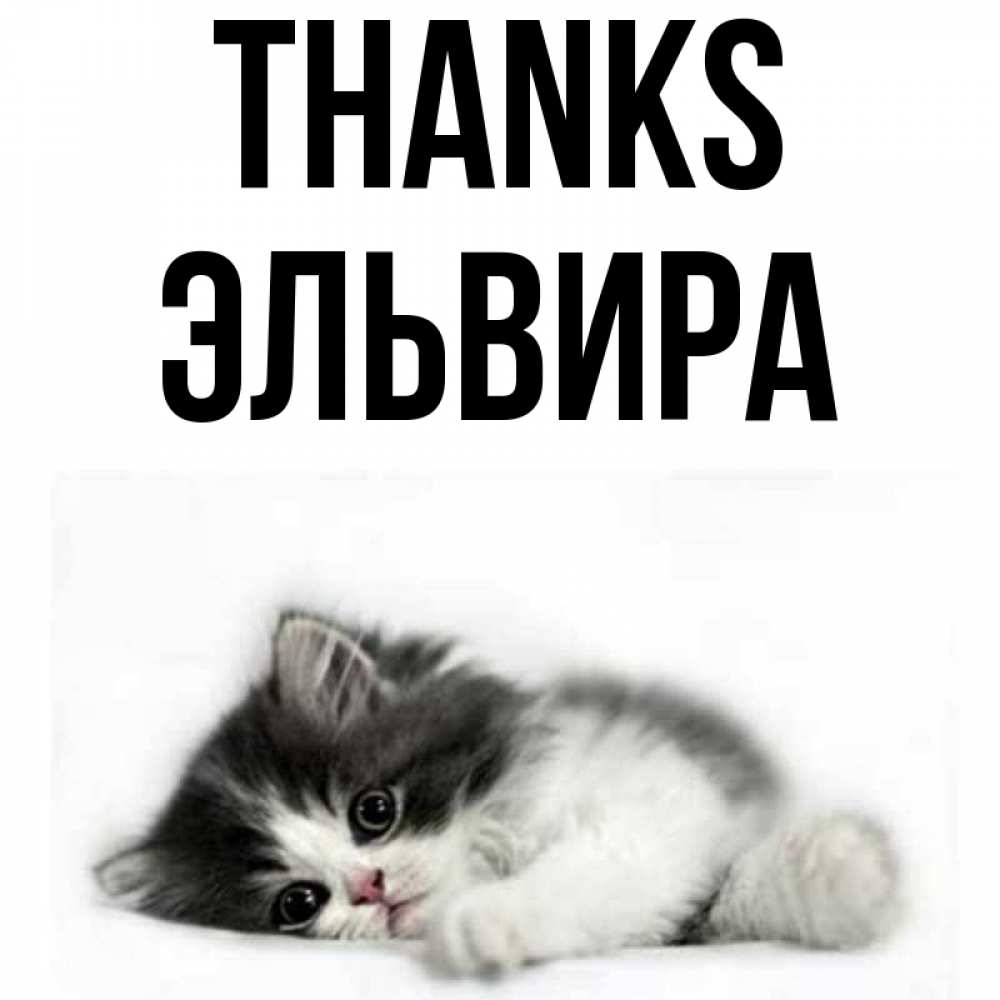 Greetings card с именем, Эльвира Thanks черный и белый кот Greetings with text for free download 