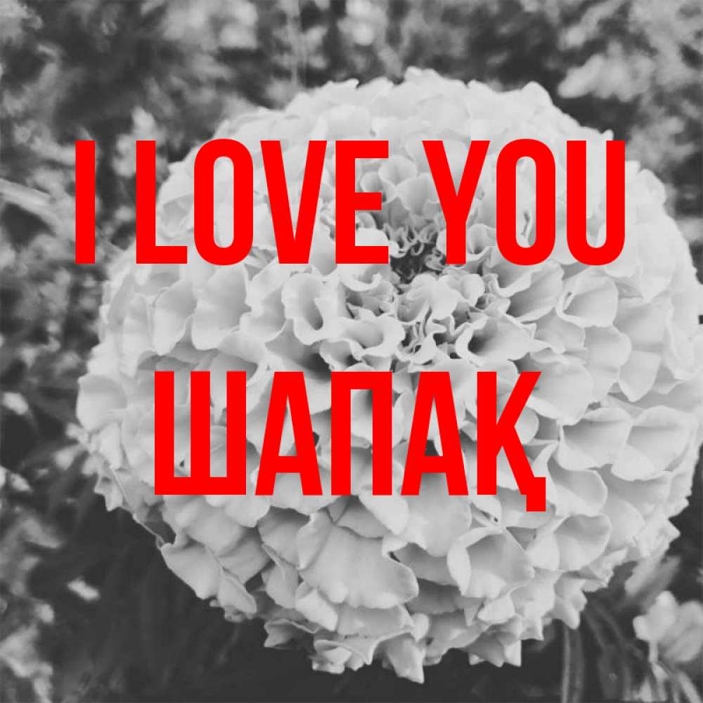 Greetings card с именем, ШАПАҚ I love you подпись Greetings with text for free download 
