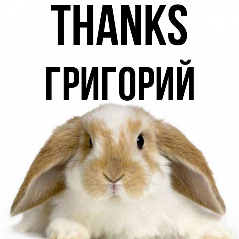 Greetings card с именем, Григорий Thanks коричнево белый заяц Greetings with text for free download 