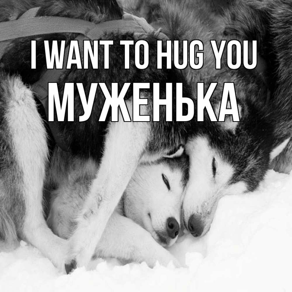 Greetings card с именем, Муженька I want to hug you собачки в упряжке Greetings with text for free download 