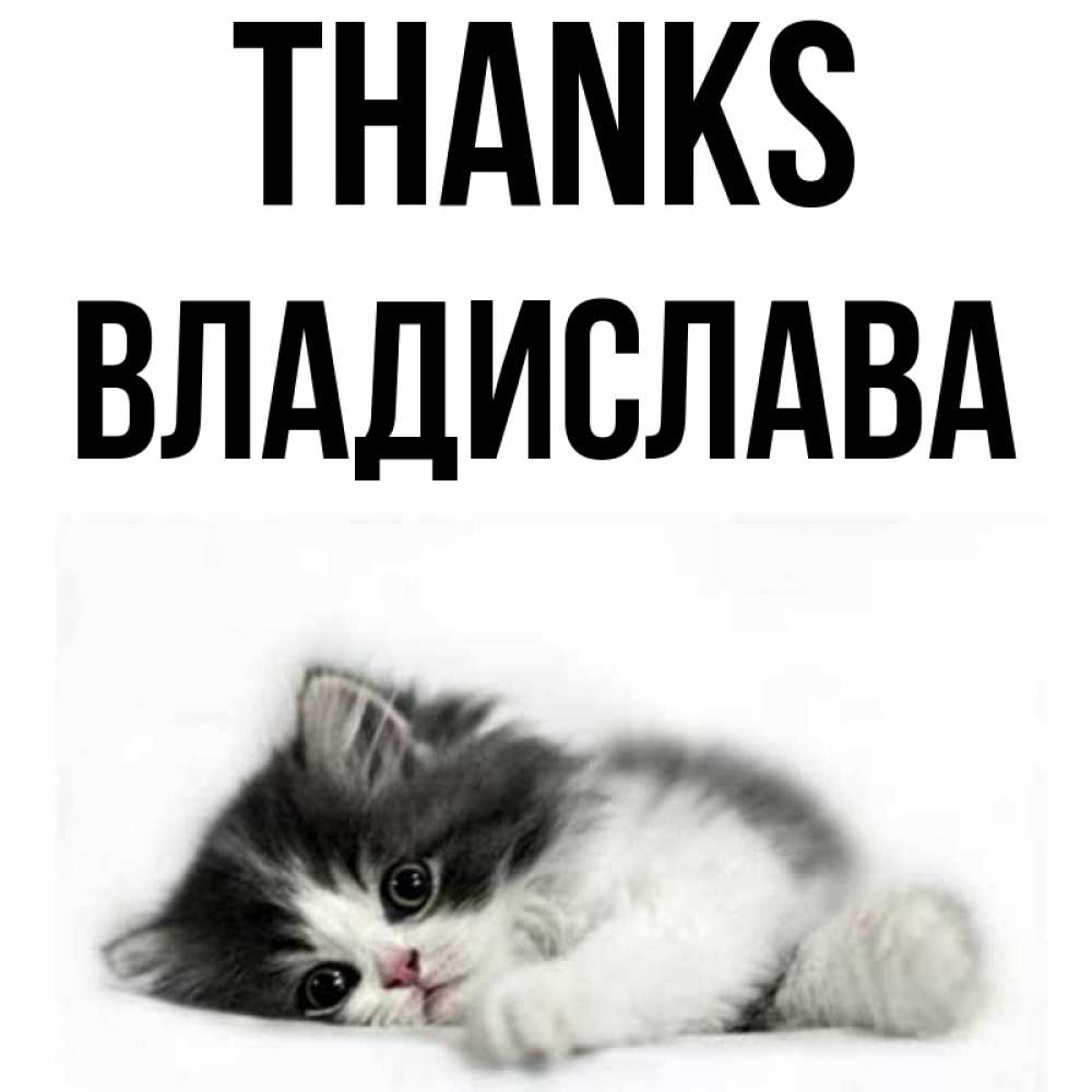 Greetings card с именем, Владислава Thanks черный и белый кот Greetings with text for free download 