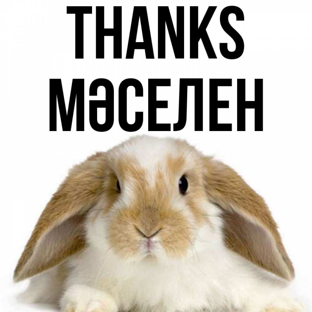 Greetings card с именем, Мәселен Thanks коричнево белый заяц Greetings with text for free download 