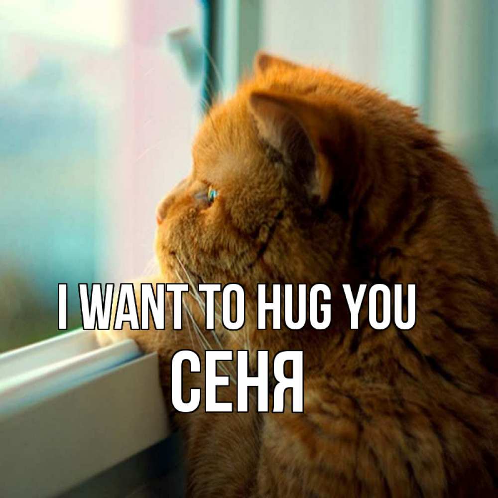 Greetings card с именем, Сеня I want to hug you большой огромный рыжий котяра Greetings with text for free download 