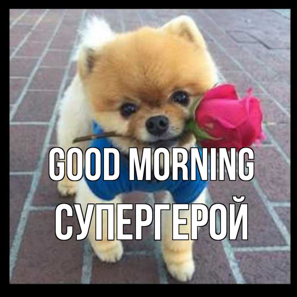 Greetings card с именем, Супергерой Good morning роза в зубах Greetings with text for free download 