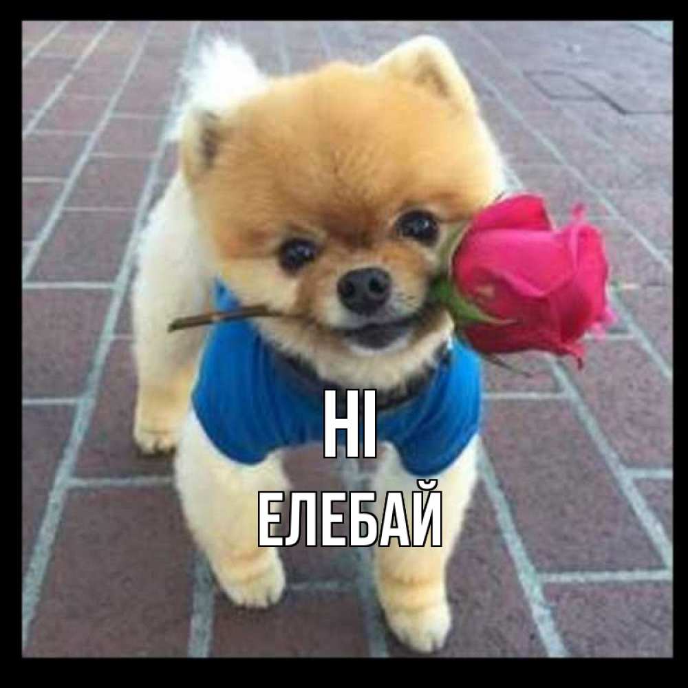 Greetings card с именем, Елебай Hi роза в зубах у собаки Greetings with text for free download 