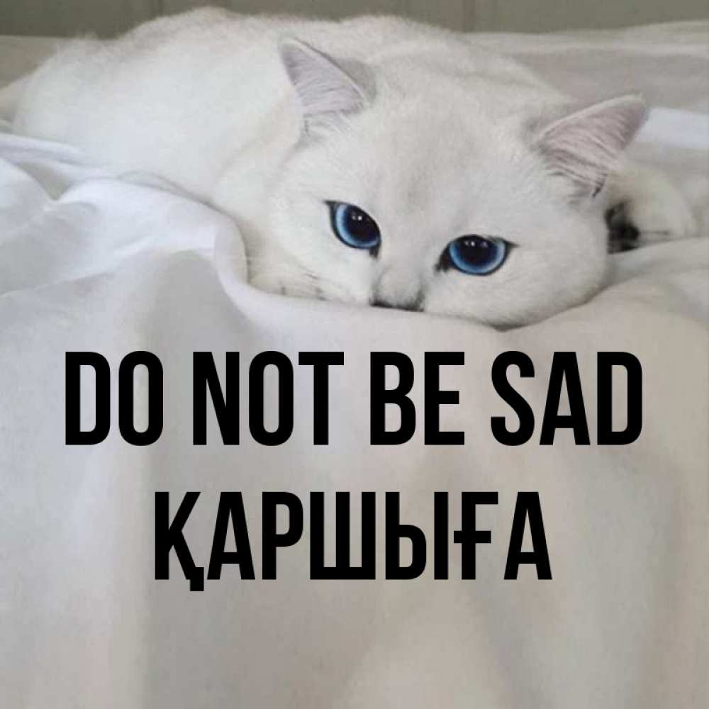 Greetings card с именем, Қаршыға Do not be sad Голубоглазая кошка Greetings with text for free download 