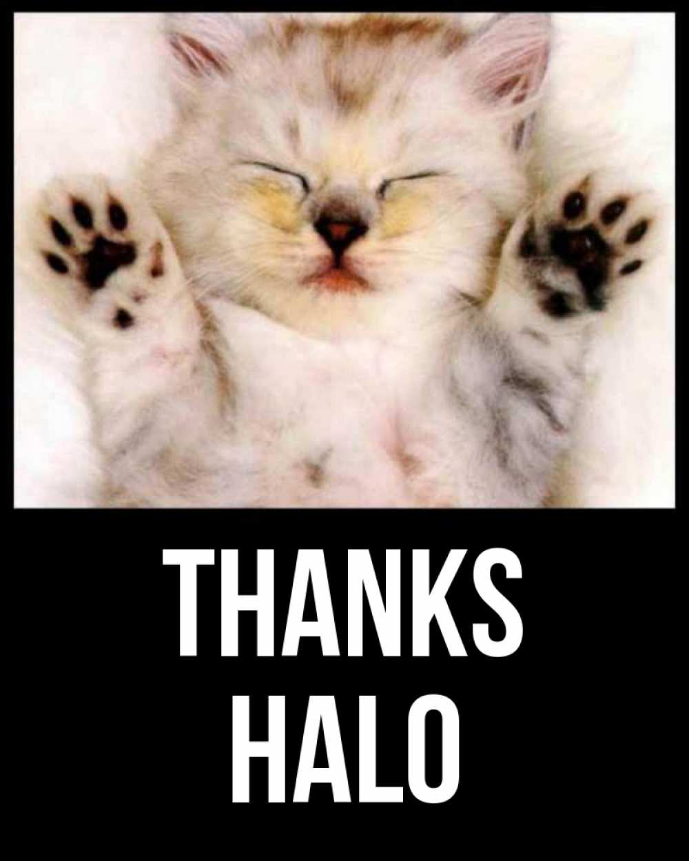 Greetings card с именем, Halo Thanks маленький котенок Greetings with text for free download 