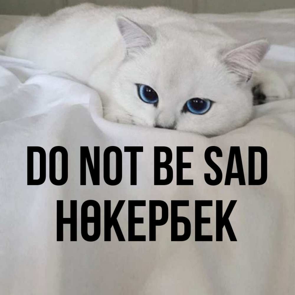 Greetings card с именем, НӨКЕРБЕК Do not be sad Голубоглазая кошка Greetings with text for free download 