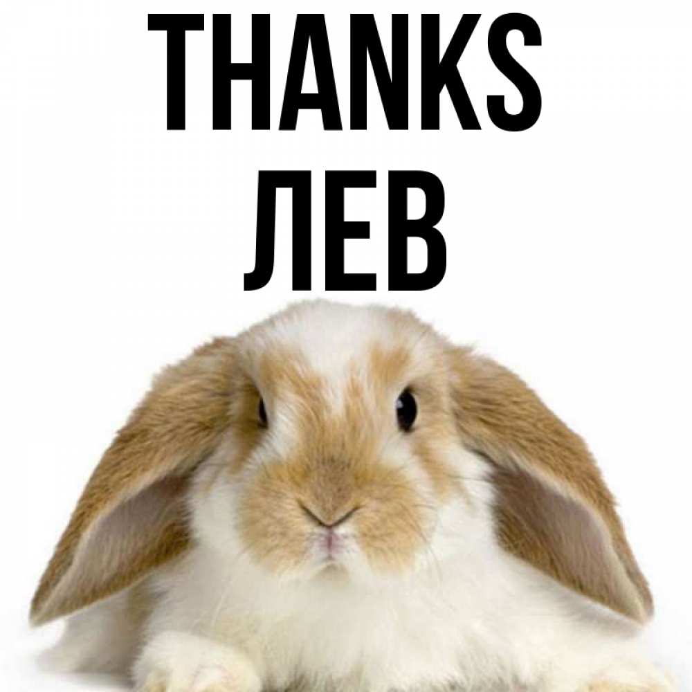 Greetings card с именем, Лев Thanks коричнево белый заяц Greetings with text for free download 