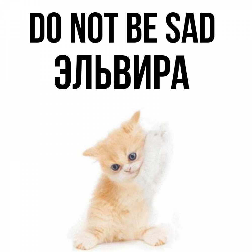 Greetings card с именем, Эльвира Do not be sad просящий кот Greetings with text for free download 