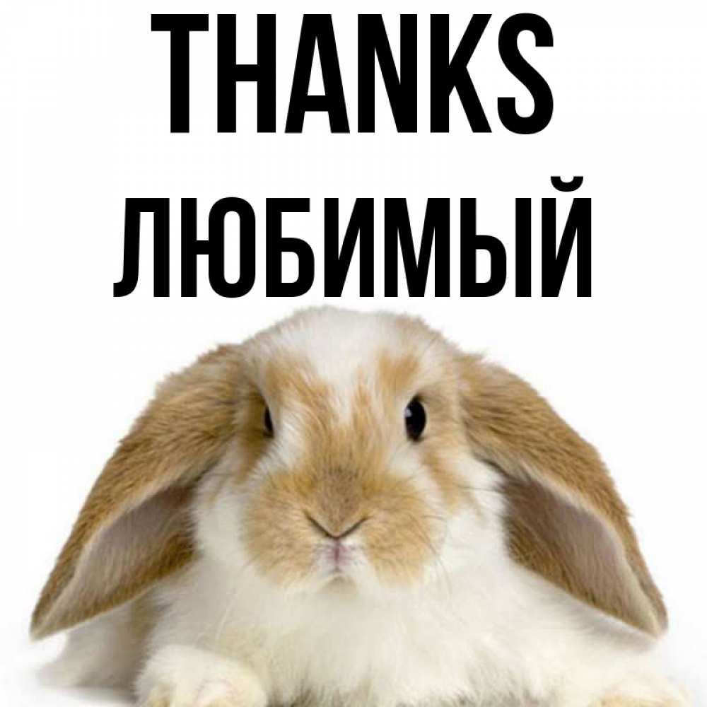 Greetings card с именем, Любимый Thanks коричнево белый заяц Greetings with text for free download 