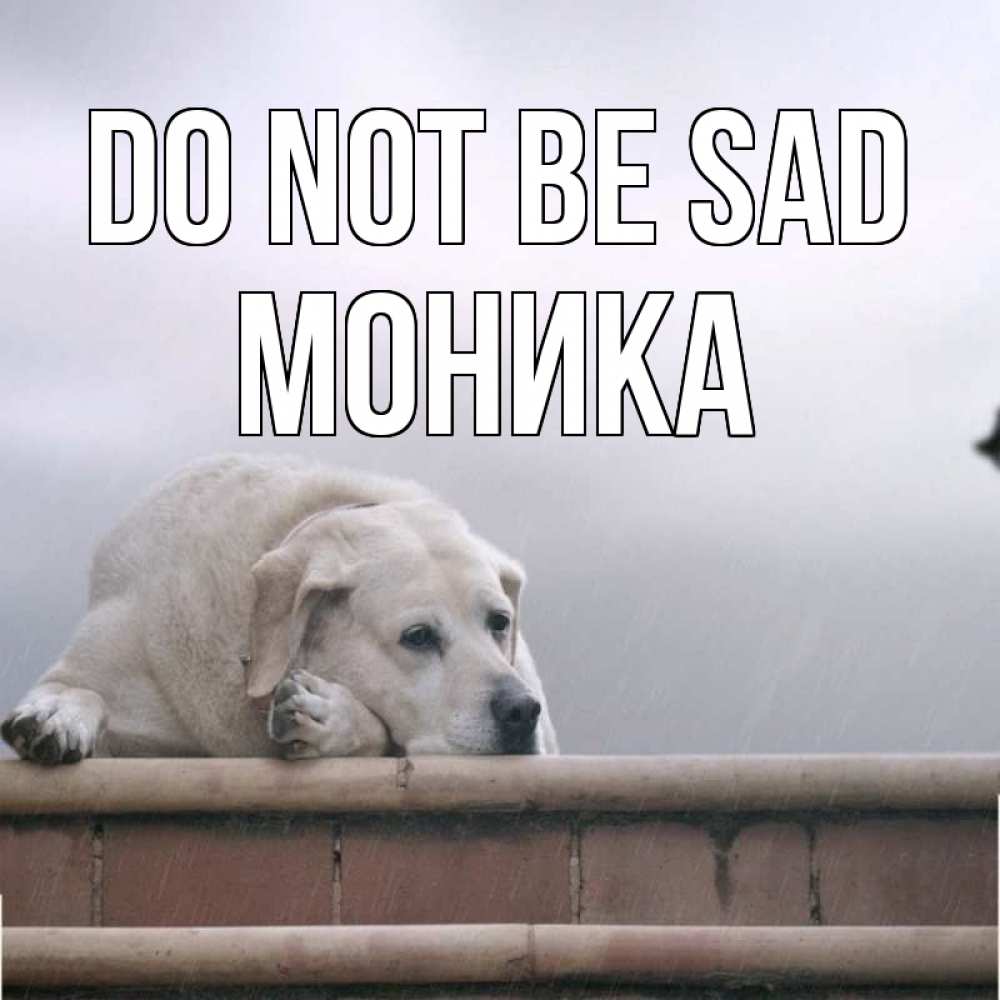 Greetings card с именем, Моника Do not be sad белый пес 1 Greetings with text for free download 