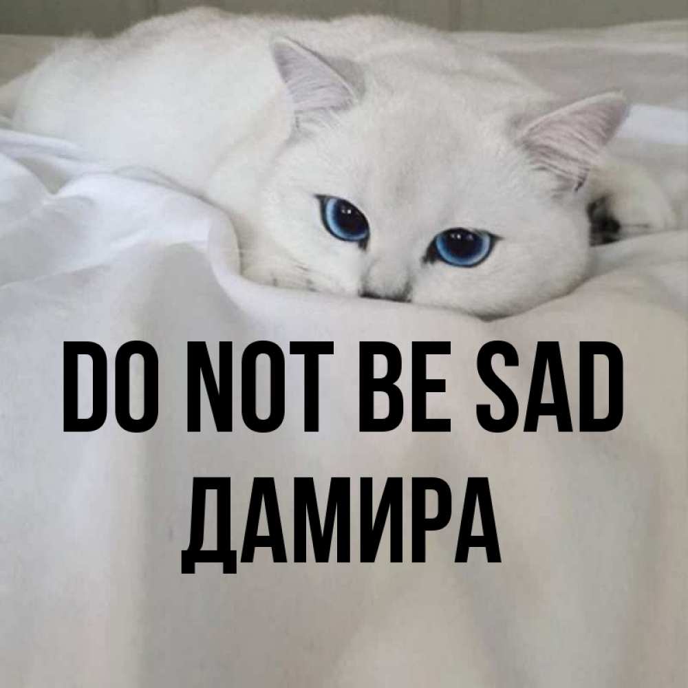 Greetings card с именем, ДАМИРА Do not be sad Голубоглазая кошка Greetings with text for free download 