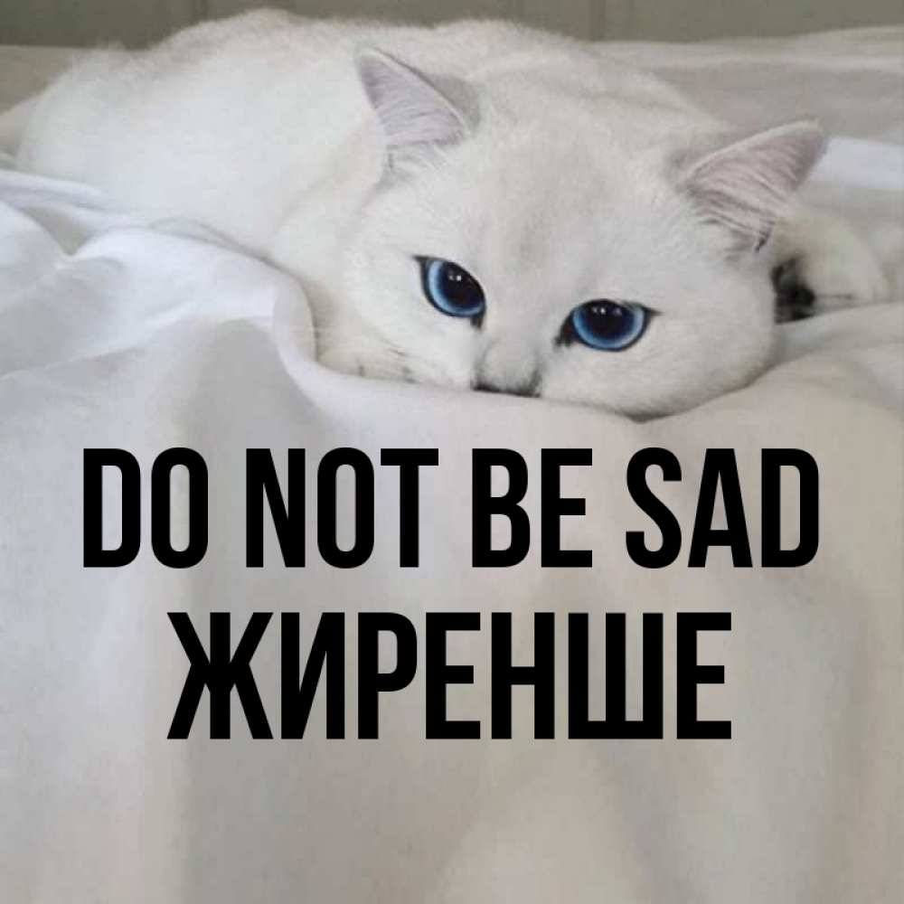Greetings card с именем, Жиренше Do not be sad Голубоглазая кошка Greetings with text for free download 