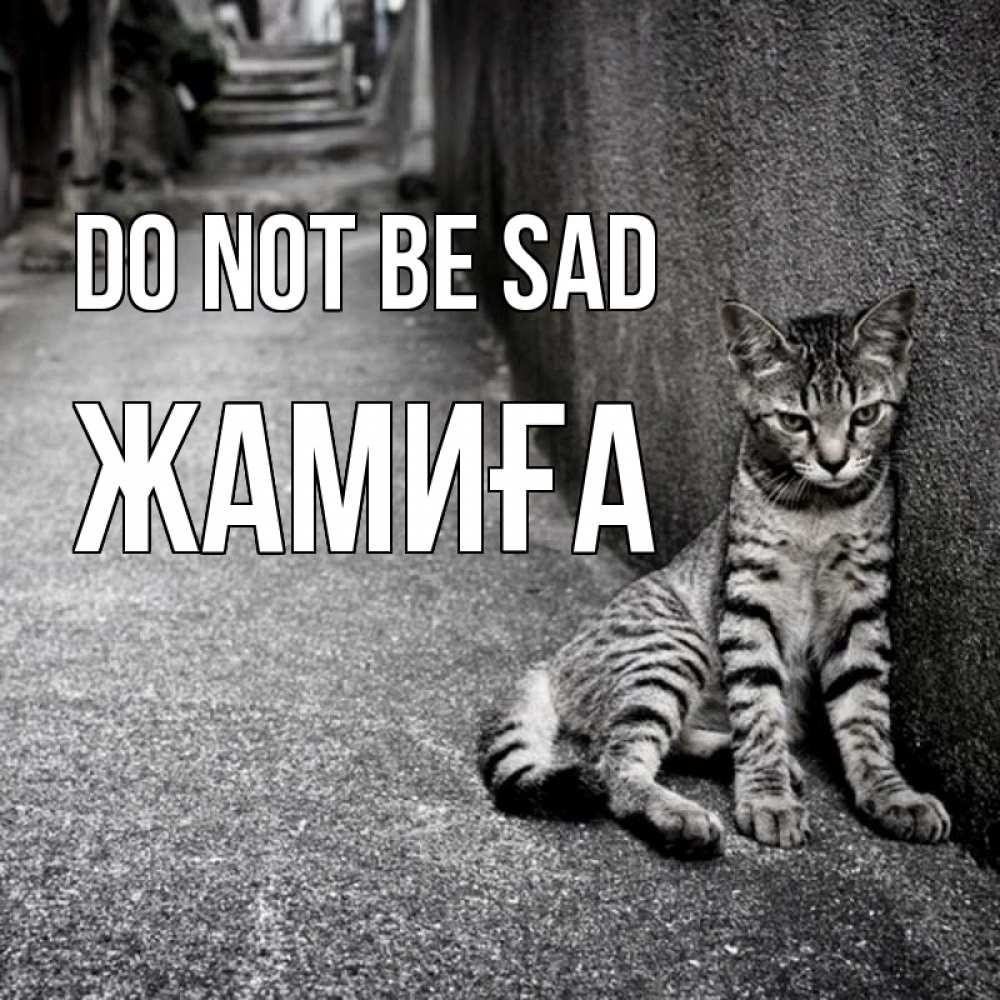Greetings card с именем, ЖАМИҒА Do not be sad скучающий котик Greetings with text for free download 