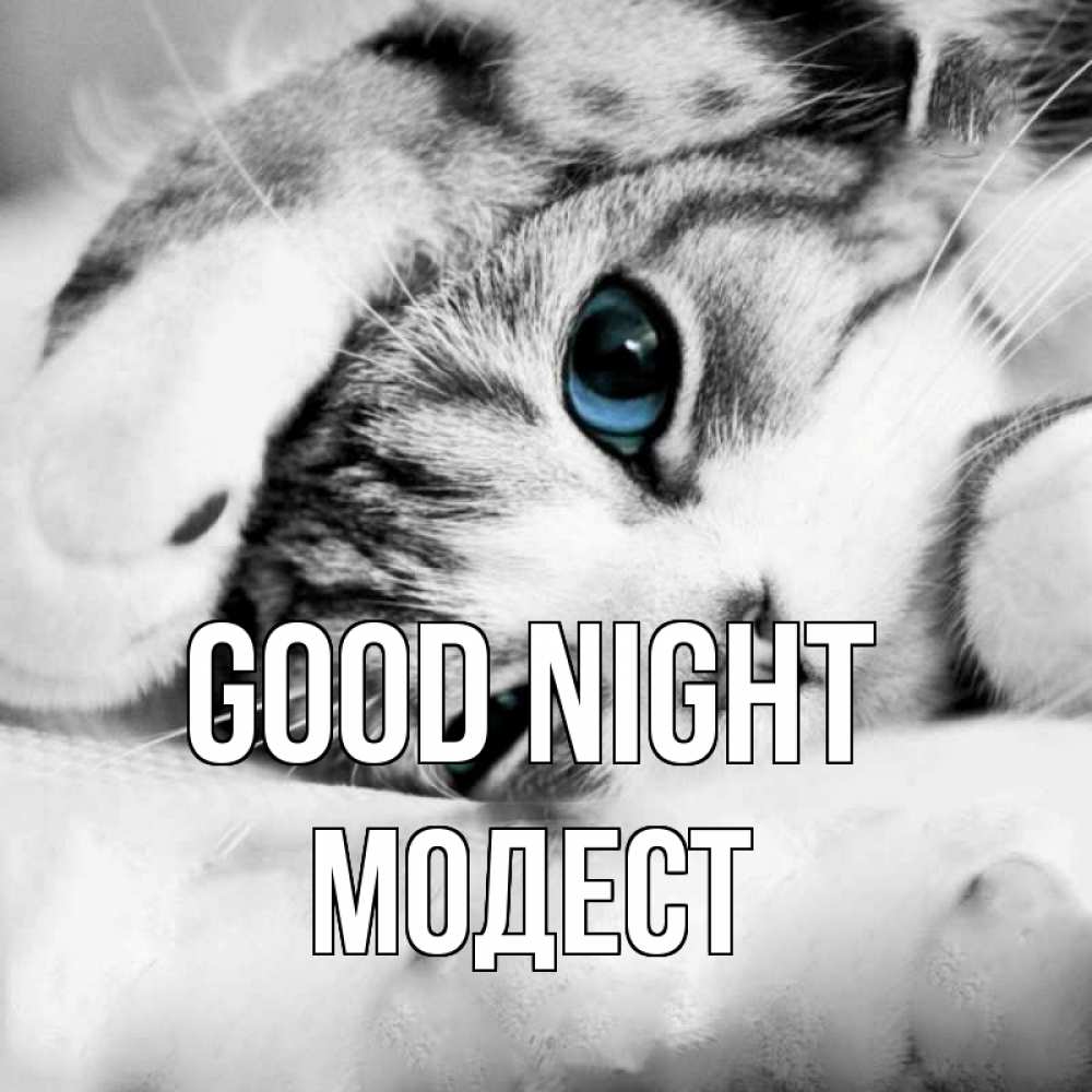 Greetings card с именем, Модест Good night кот устал Greetings with text for free download 
