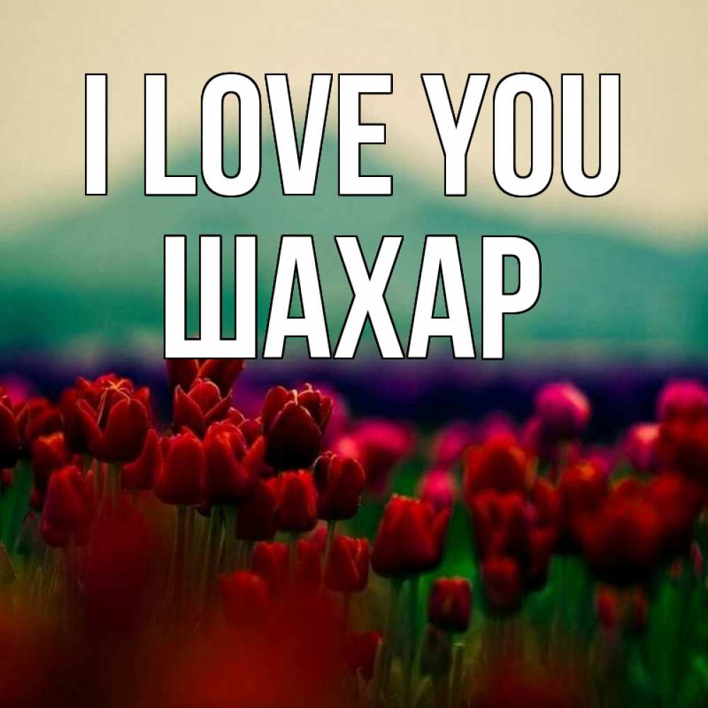Greetings card с именем, ШАХАР I love you тюльпаны 4 Greetings with text for free download 