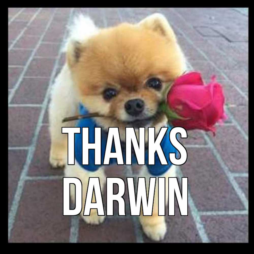 Greetings card с именем, Darwin Thanks спасибо и дарю тебе цветок Greetings with text for free download 