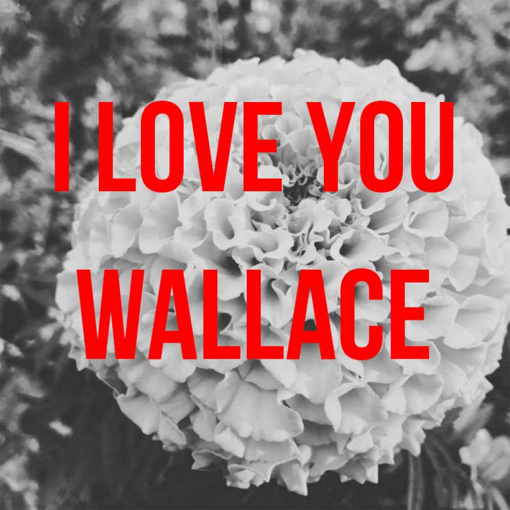 Greetings card с именем, Wallace I love you подпись Greetings with text for free download 