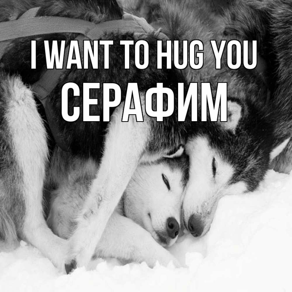 Greetings card с именем, Серафим I want to hug you собачки в упряжке Greetings with text for free download 
