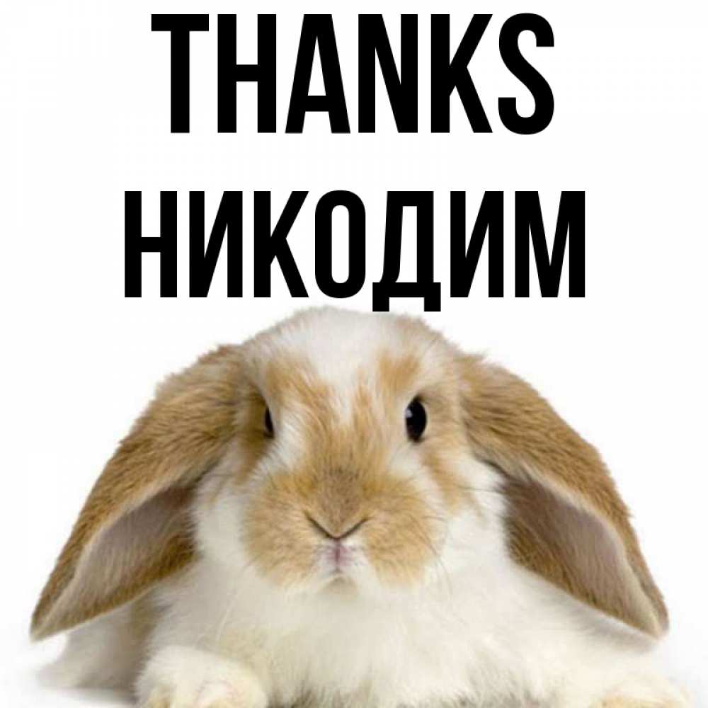 Greetings card с именем, Никодим Thanks коричнево белый заяц Greetings with text for free download 