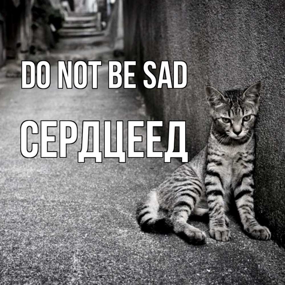 Greetings card с именем, Сердцеед Do not be sad скучающий котик Greetings with text for free download 
