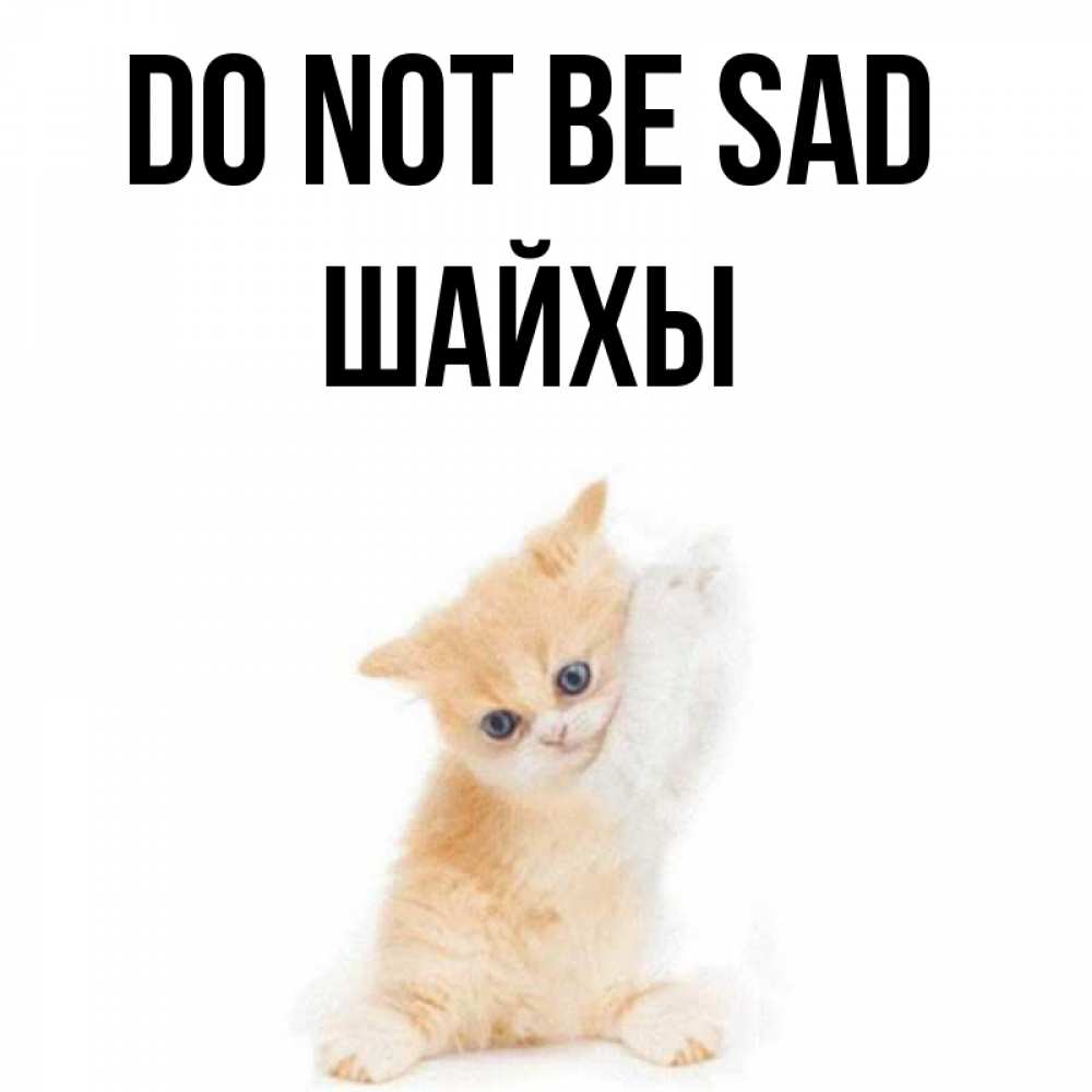 Greetings card с именем, ШАЙХЫ Do not be sad просящий кот Greetings with text for free download 