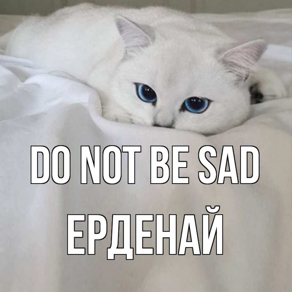 Greetings card с именем, Ерденай Do not be sad белый кот с голубыми глазами на белоснежной кровати Greetings with text for free download 