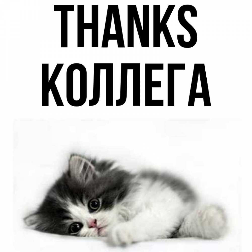 Greetings card с именем, Коллега Thanks черный и белый кот Greetings with text for free download 