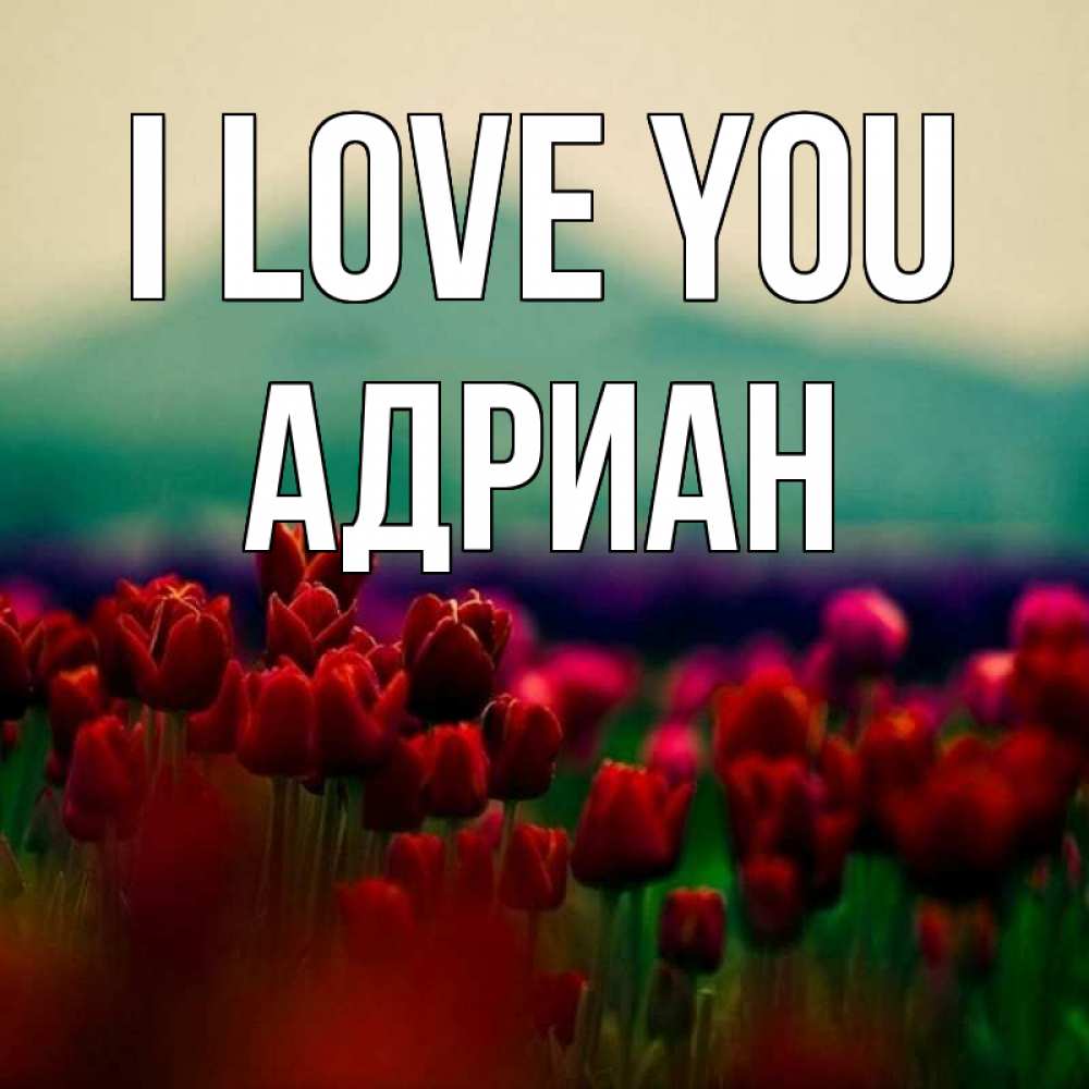 Greetings card с именем, Адриан I love you тюльпаны 4 Greetings with text for free download 