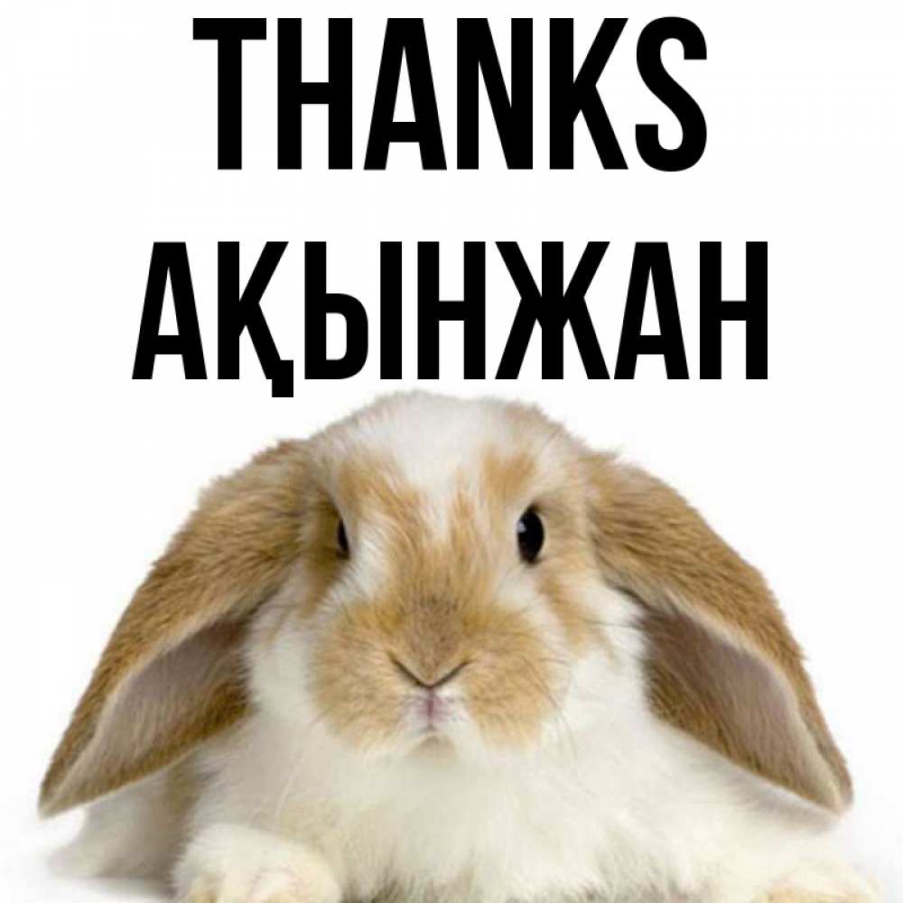 Greetings card с именем, Ақынжан Thanks коричнево белый заяц Greetings with text for free download 