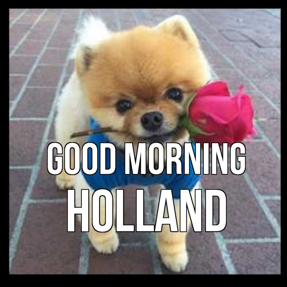 Greetings card с именем, Holland Good morning роза в зубах Greetings with text for free download 
