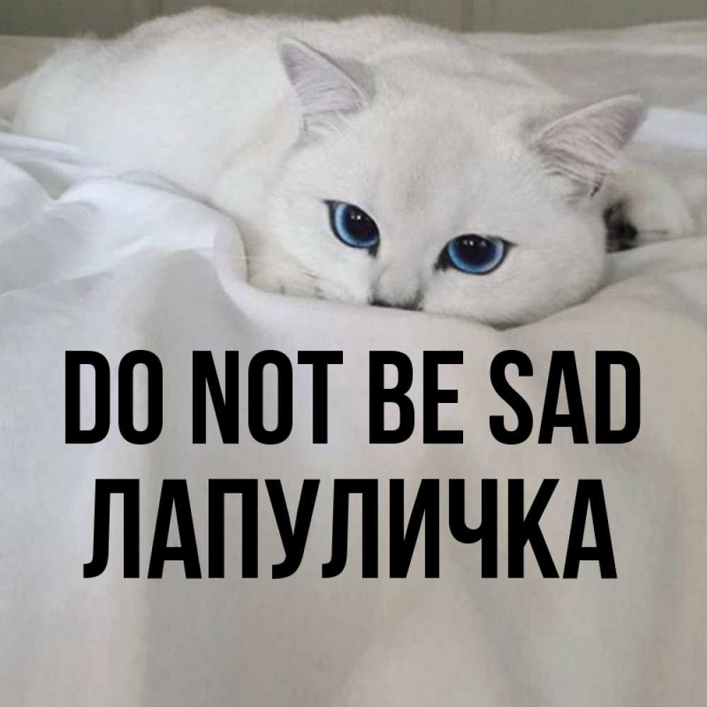 Greetings card с именем, Лапуличка Do not be sad Голубоглазая кошка Greetings with text for free download 
