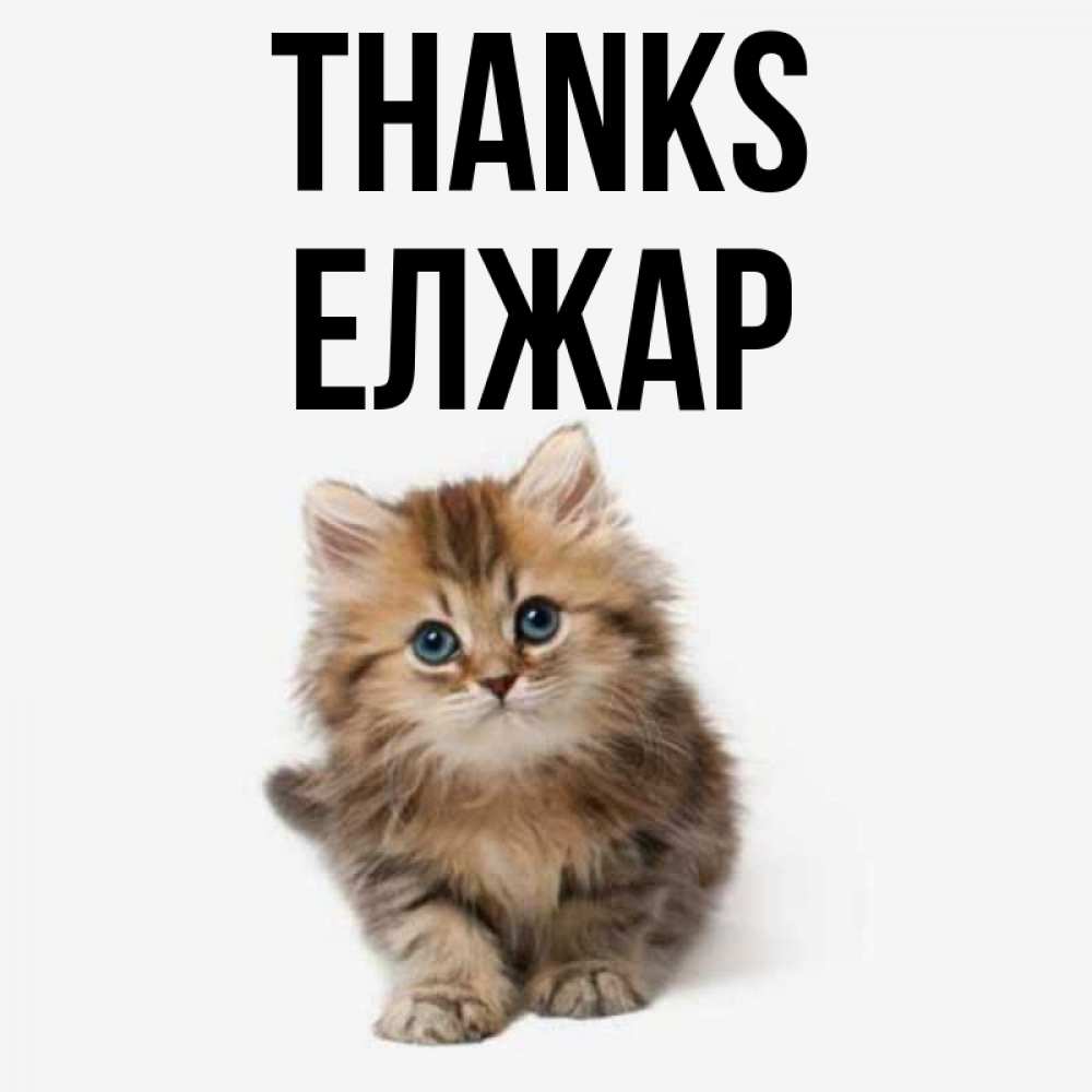 Greetings card с именем, Елжар Thanks пушистый котик Greetings with text for free download 