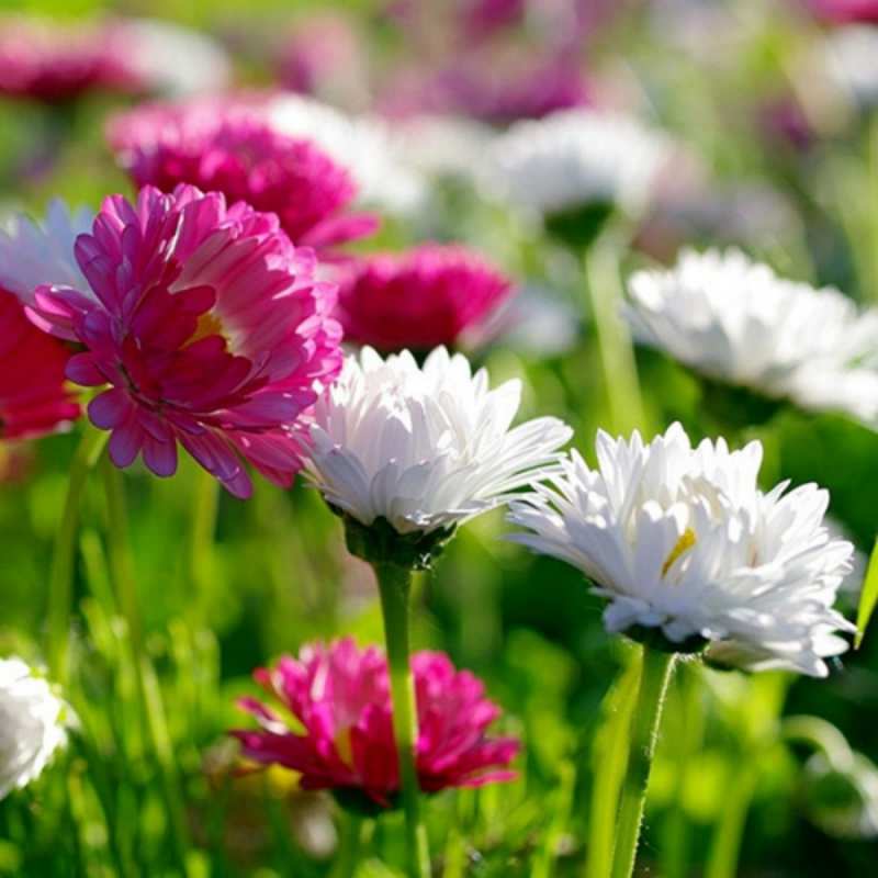 Открытка цветы 1 международный женский день 1 happy women`s day 