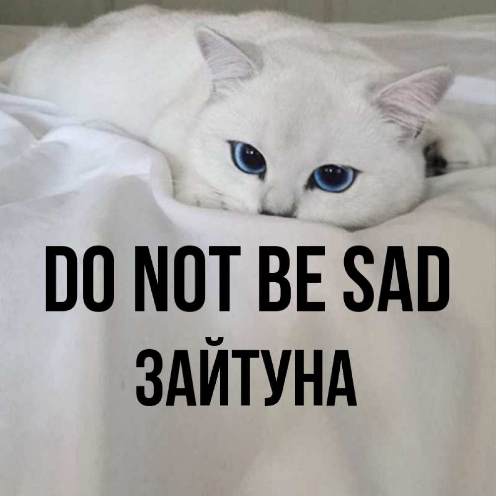 Greetings card с именем, ЗАЙТУНА Do not be sad Голубоглазая кошка Greetings with text for free download 