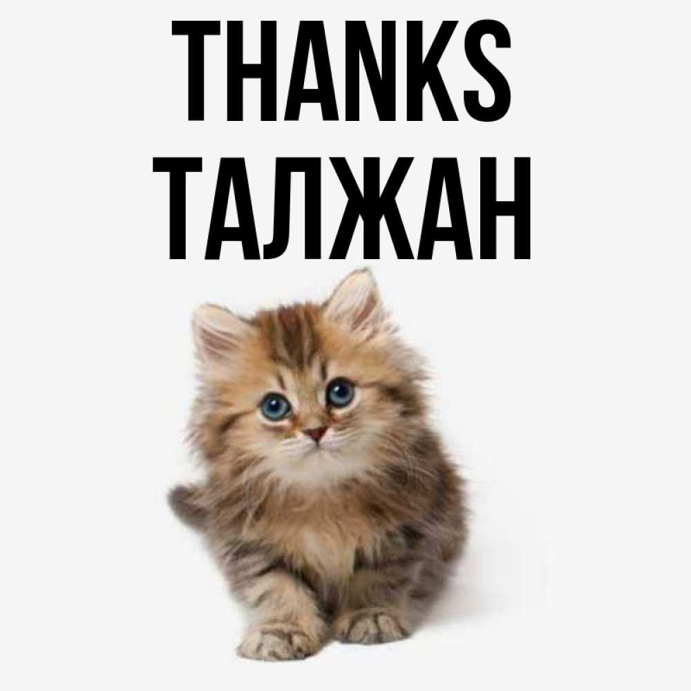 Greetings card с именем, ТАЛЖАН Thanks пушистый котик Greetings with text for free download 