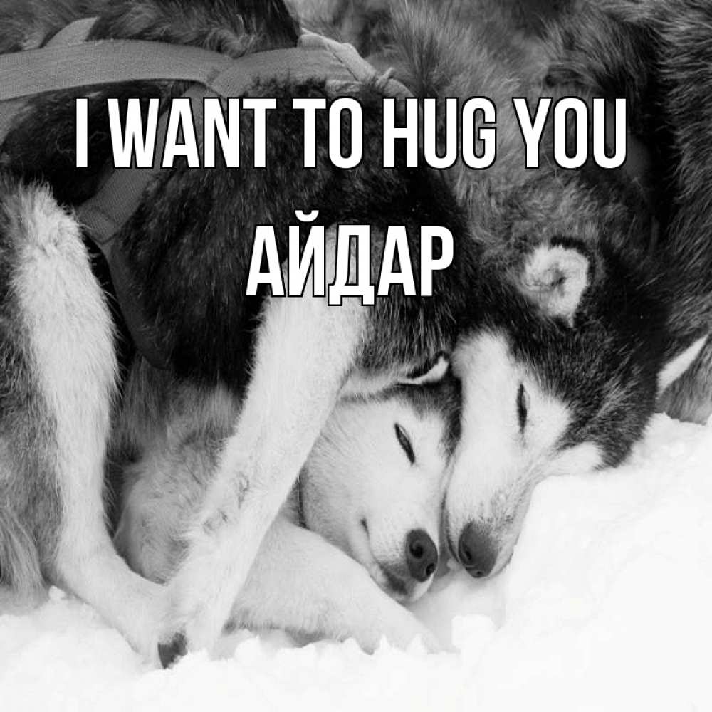 Greetings card с именем, Айдар I want to hug you собачки в упряжке Greetings with text for free download 