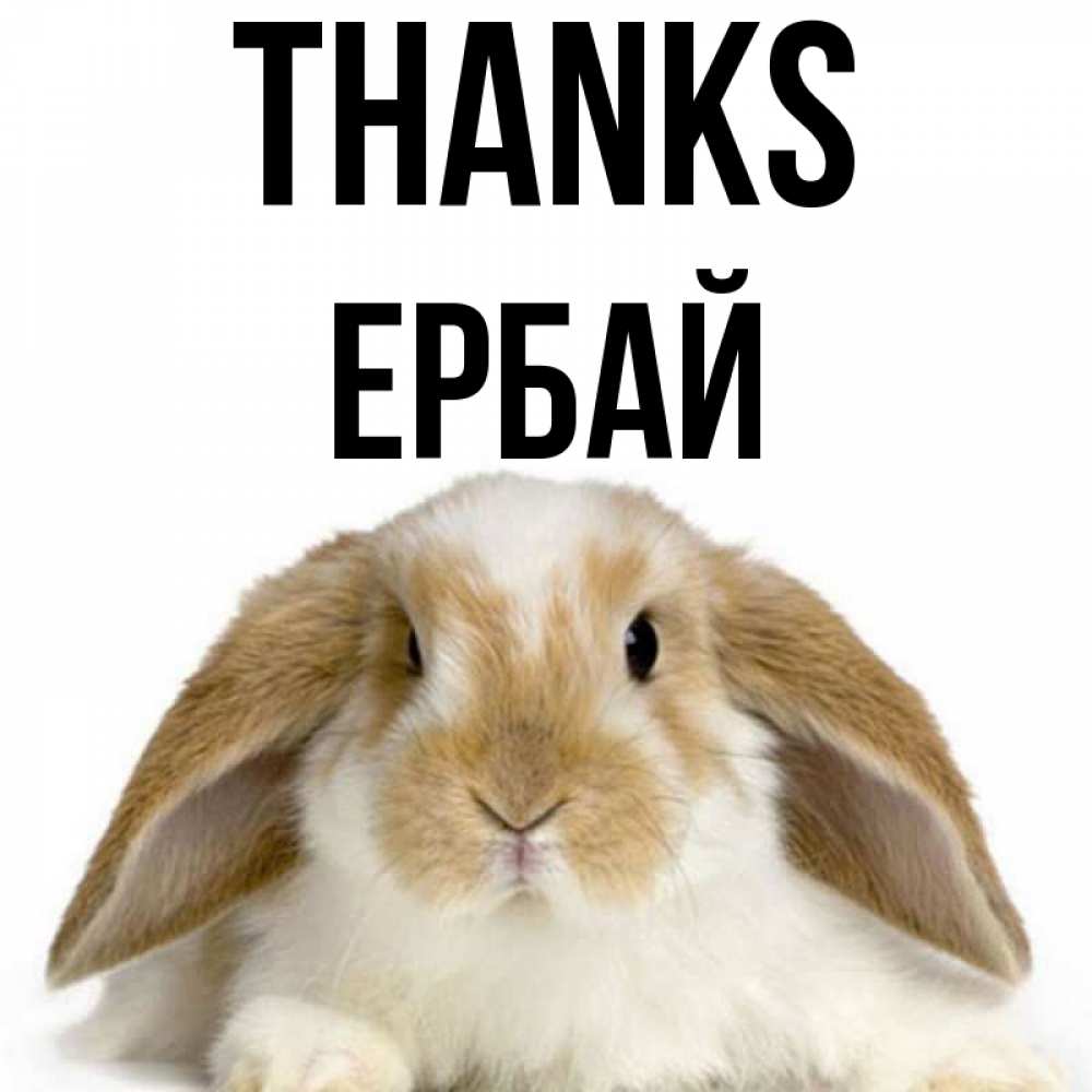 Greetings card с именем, Ербай Thanks коричнево белый заяц Greetings with text for free download 