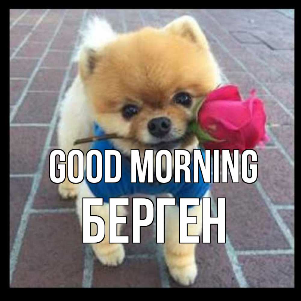 Greetings card с именем, Берген Good morning роза в зубах Greetings with text for free download 